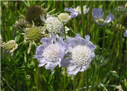 Pincushion Flower