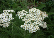 Yarrow