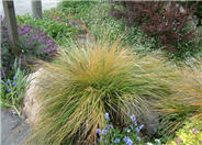 Pheasant's Tail Grass