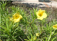 Yellow-Oleander, Lucky Nut