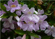 Violet Trumpet Vine