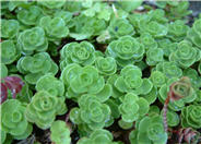 Spathe Leaved Sedum