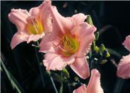 Judith Hybrid Daylily