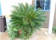 Sago-Palm