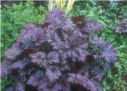 Amethyst Mist Coral Bells