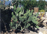 Indian Fig Prickly Pear