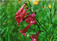 Garden Penstemon