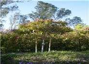 Bronze Loquat