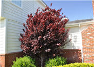 Krauter Vasuvius Flowering Plum