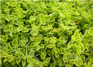 Red Apple Ice Plant, Aptenia