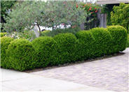 Japanese Boxwood