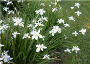 Butterfly-Iris, Fortnight Lily