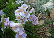 Pacific Coast Irises