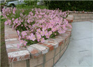 Pink Mexican Evening Primrose