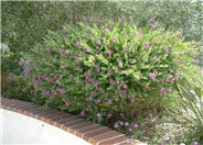 Sweet-Pea Shrub