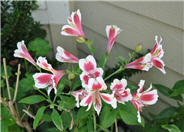 Peruvian Lily, Alstroemeria