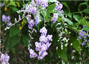 Sky Flower. Golden Dew-Drop