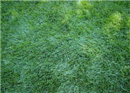 Tall Fescue, Marathon (turf)