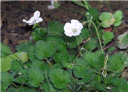 Pink Cranesbill