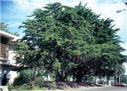 Monterey Cypress