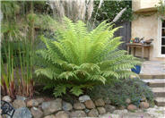 Tasmanian Tree Fern