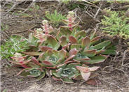 Dudleya