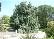 Tolleson's Weeping Juniper