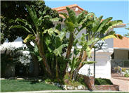 Giant Bird Of Paradise