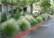 Mexican Feather Grass