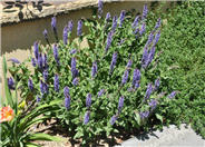 Mealy Cup Blue Sage