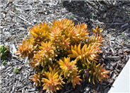 Orange Sedum