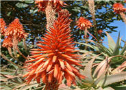 Tree Aloe