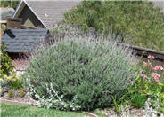 Hidcote Lavender