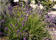 Munstead Dwarf Lavender