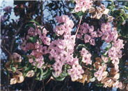 Bougainvillea, Lavender Queen