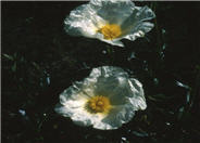 Rockrose