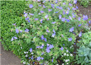 Johnson's Blue Cranesbill