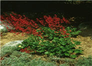 Coral Bells