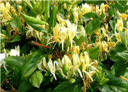 Hall's Japanese Honeysuckle