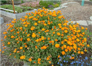 Calendula, Pot Marigold