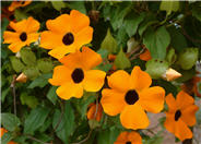 Black- Eyed Susan Vine