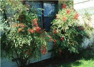 Nandina, Heavenly Bamboo