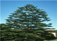 Norfolk Island Pine, Star Pine