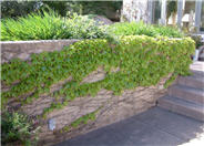 Virginia Creeper