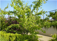 Flowering or Evergreen Pear