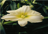 Joan Senior Daylily